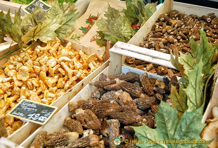 A variety of fresh mushrooms